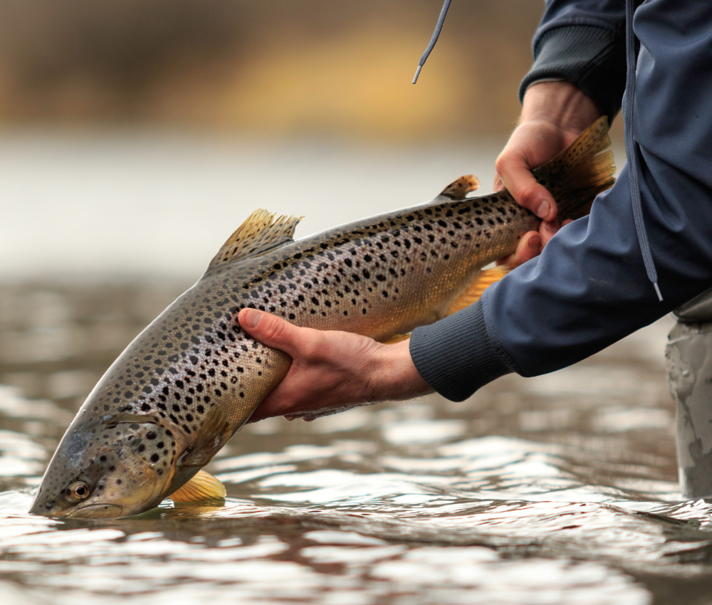 Colorado Fly Fishing - Guide Recommended
