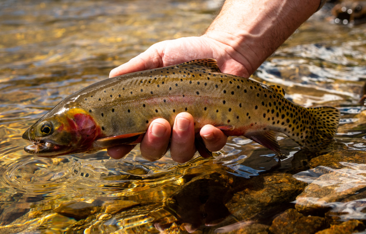 The Trout of Rocky Mountain National Park
