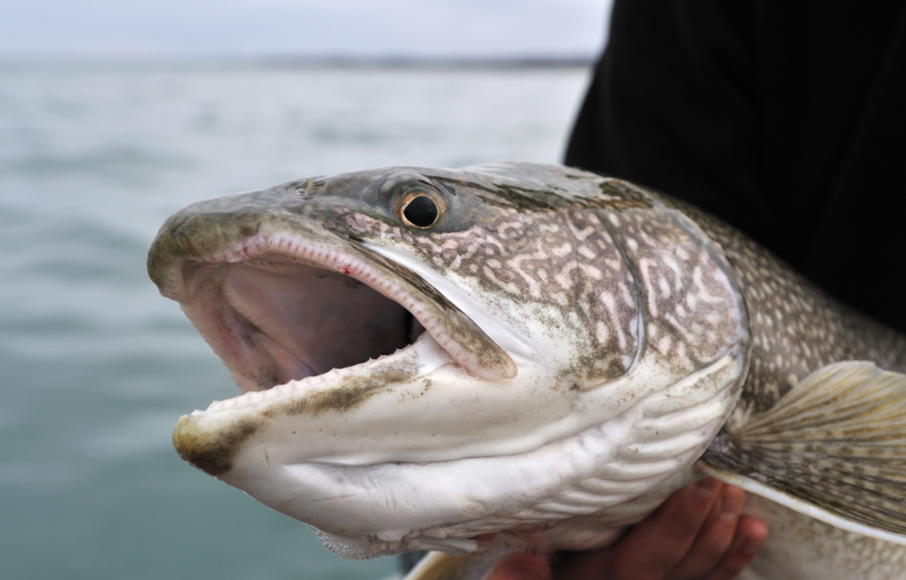 6 Places for Colorado Lake Trout Fishing