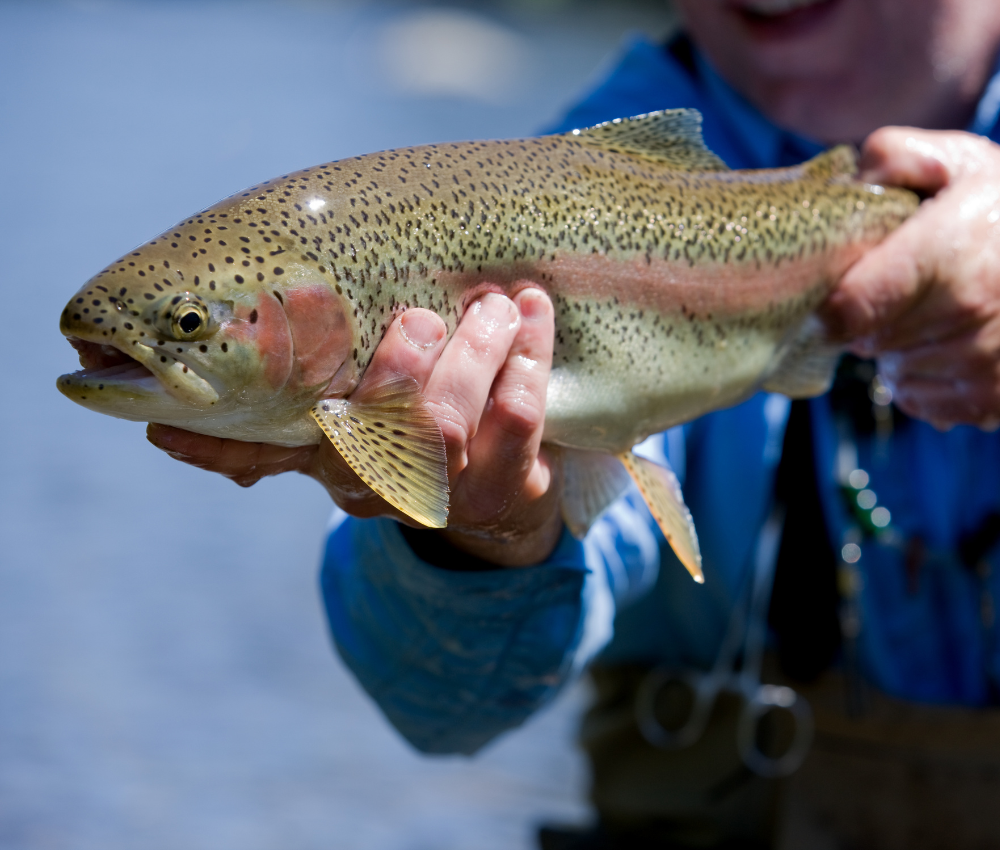 Lake Estes Fishing Charters | Fishing in Estes Park