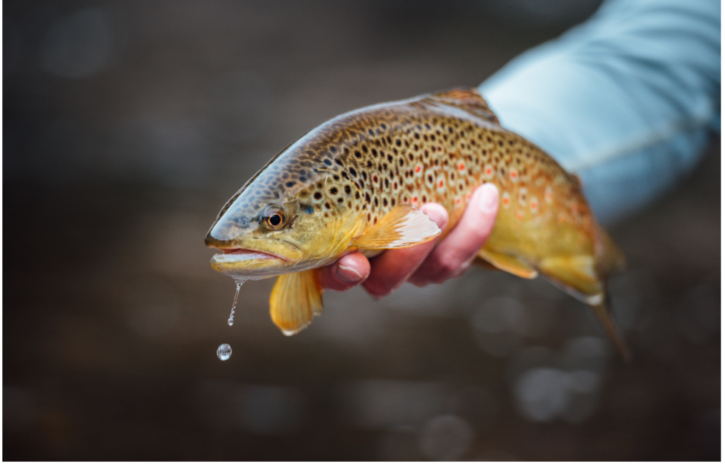 fall fly fishing